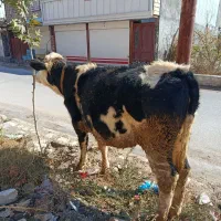 گوساله جنس ابستن