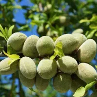 تولید نهال بادام مامایی