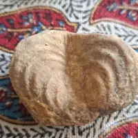 فسیل|کلکسیون اشیاء عتیقه|شیراز, زند|دیوار