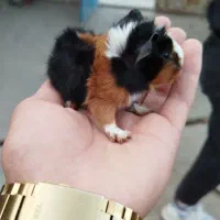 پنج عدد خوکچه هندی|موش و خرگوش|تبریز, |دیوار