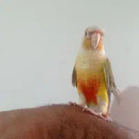 طوطی گرینچگ|پرنده|کرمانشاه, |دیوار