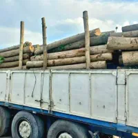 خرید چوب باغی و جنگلی