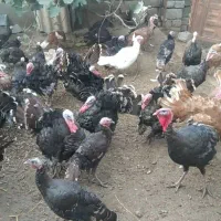 تخم بوقلمون نطفه دار