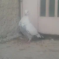 کبوتر گرفتنی|پرنده|فسا, |دیوار