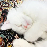 واگذاری گربه پرشین فوق‌العاده باهوش