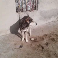 سگ گله|سگ|قوچان, |دیوار