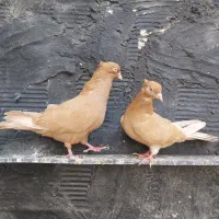 کفتر|پرنده|چهاردانگه (تهران), |دیوار