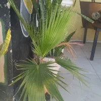 گل های خانگی