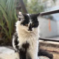 واگذاری رایگان گربه