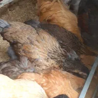 مرغو خروس برهما|حیوانات مزرعه|حبیب آباد, |دیوار