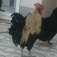 خروس گلین جوان سالم ومرغ محلی اصل