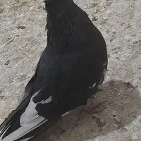 کبوتر فروشی رنگه