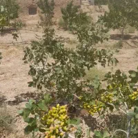 باغچه ۶هزارمتری باسند تک برگ|فروش زمین و ملک کلنگی|زرندیه, |دیوار