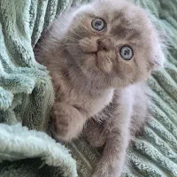 گربه خانگی اصیل|گربه|آمل, |دیوار