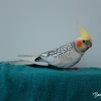عروس هلندی گم شده