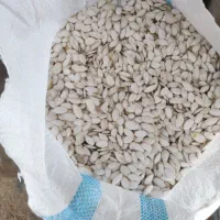 تخم کدو گوشتی و صدفی|عمدهفروشی|اقلید, |دیوار