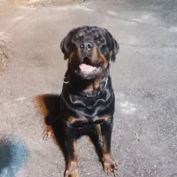 واگذاری ژرمن روت پیتبول