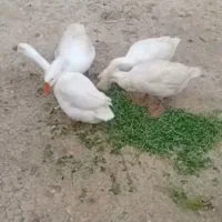 بهترین‌نژاد‌قو‌قاز‌سفید