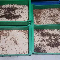 مولد میلورم|خزنده|مشهد, کوشش|دیوار