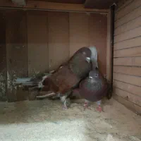 کبوترآسمان خراش|پرنده|رشت, دیلمان|دیوار