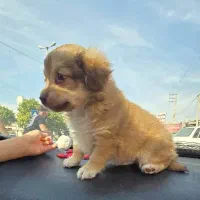 توله سگ نژاد شیتزو|سگ|بندر ماهشهر, |دیوار