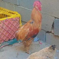 خروس