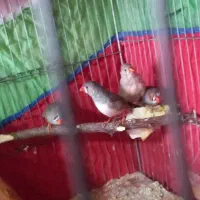 دو جفت فنچ بی‌نظیر