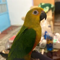 جوجه خورشیدی