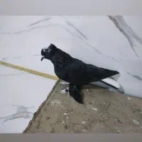 کبوتر قره اقویروغ مایا