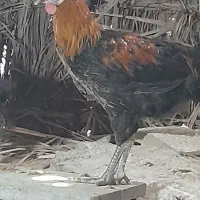 مرغ و خروس محلی‌ چاق برای کشتار|حیوانات مزرعه|کهنوج, |دیوار