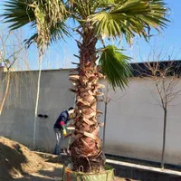 فروش پالم و لاسون پیچ و درختچه طوری قیمت مناسب|گل و گیاه طبیعی|کرج, کمال‌شهر|دیوار