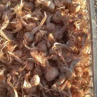 پیازچه تمیز زعفران|گل و گیاه طبیعی|کنگاور, |دیوار