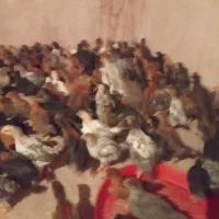 جوجه مرغ