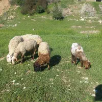 ۷ میش جوان داشتی مناسب پروار و گله داشتی