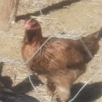 مرغ محلی اصل