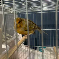 قناری نر بخون