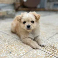 واگذاری توله خرسی نر