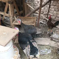 خروس محلی /برهما/بوقلمون|حیوانات مزرعه|رفسنجان, |دیوار