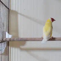 فنچ گلدین نر