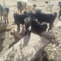 بیگ نر|حیوانات مزرعه|مسجد سلیمان, |دیوار