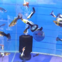 ماهی گوپی گپی کوپی گیاه خوار شکم پرگاوی شارژ شد