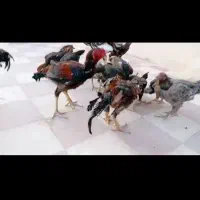 مرغ و خروس لاری|حیوانات مزرعه|کوه چنار, |دیوار