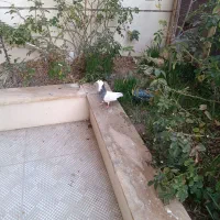 کبوتر|حیوانات|پرند, فاز ۱|دیوار