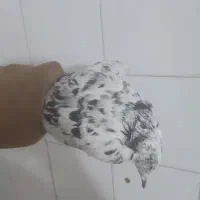 ماده سرور دم سفید چاپی|پرنده|شیراز, دارالرحمه|دیوار