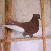 (( کفتر سرخ دم سفید ماده ))