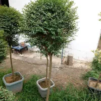 خدمات باغبانی باغچه تعویض خاک گلدان درمنزل|خدمات باغبانی و درختکاری|تهران, حکمت|دیوار