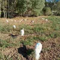 بوقلمون بیوتی۲۸عددوزن۱۰الا۱۵کیلو کاملن طبیی