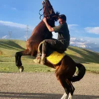 اسب|اسب و تجهیزات اسب‌سواری|جلفا, |دیوار