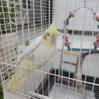 عروس هلندی،لوتینو|پرنده|گلستان (تهران), |دیوار