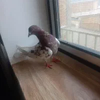 باش قرمز مایا